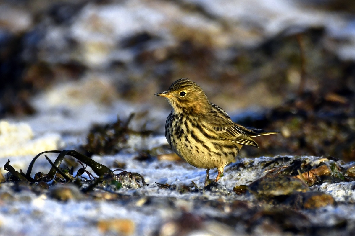 Pipit farlouse